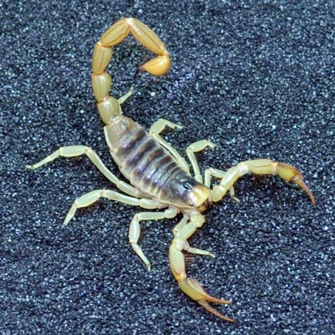 Exotic Reptiles Delivered to You