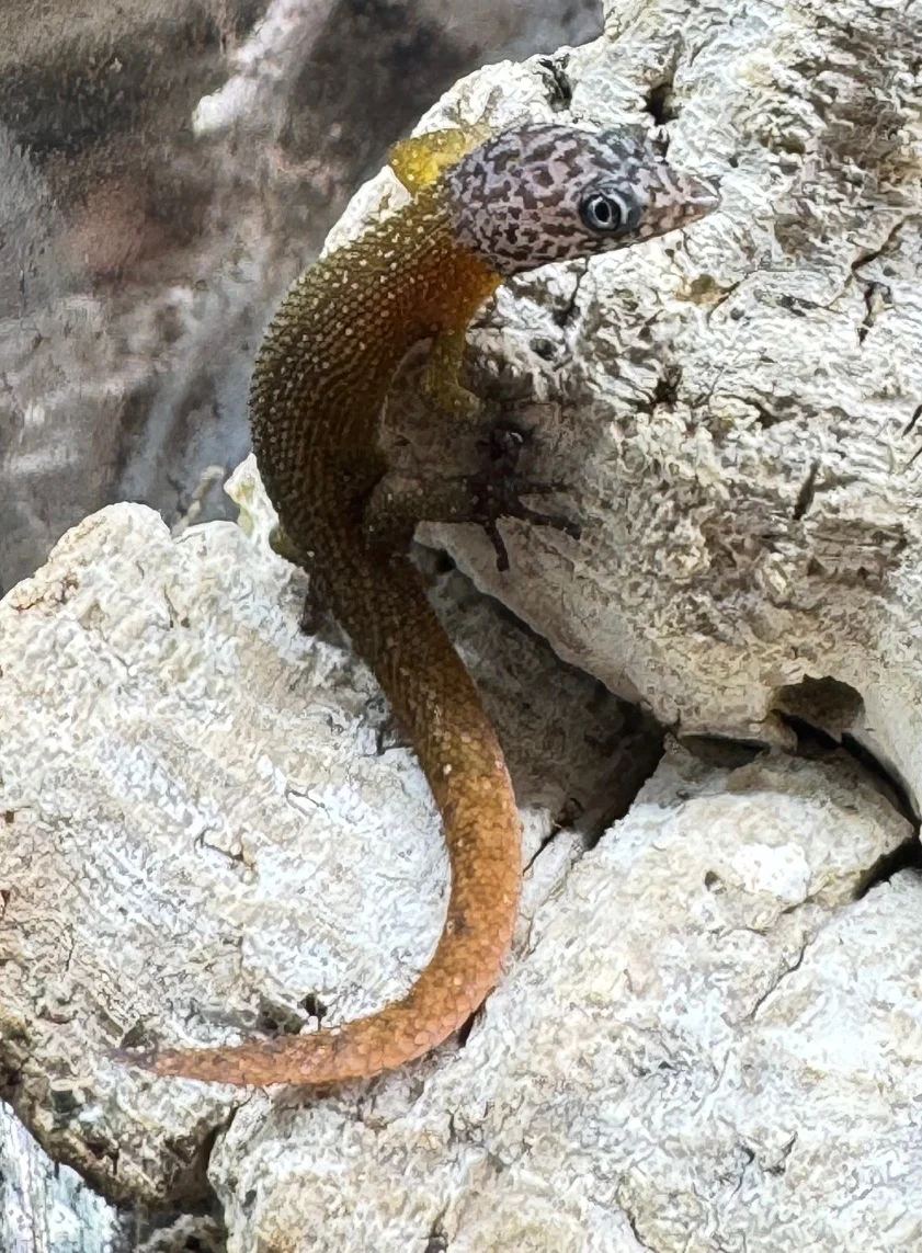Lizards